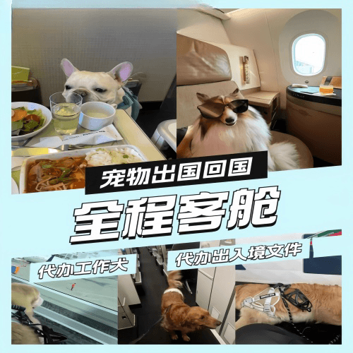 烟台宠物托运到白俄罗斯宠物入境规定和要求