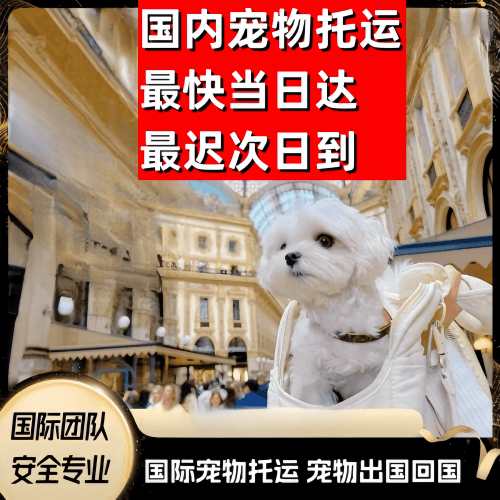 烟台到澳大利亚（澳洲）宠物入境规定和要求
